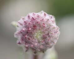 Image of Double Namaqua marigold