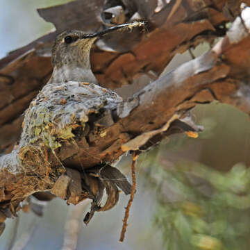 Image of Black-chinned Hummingbird