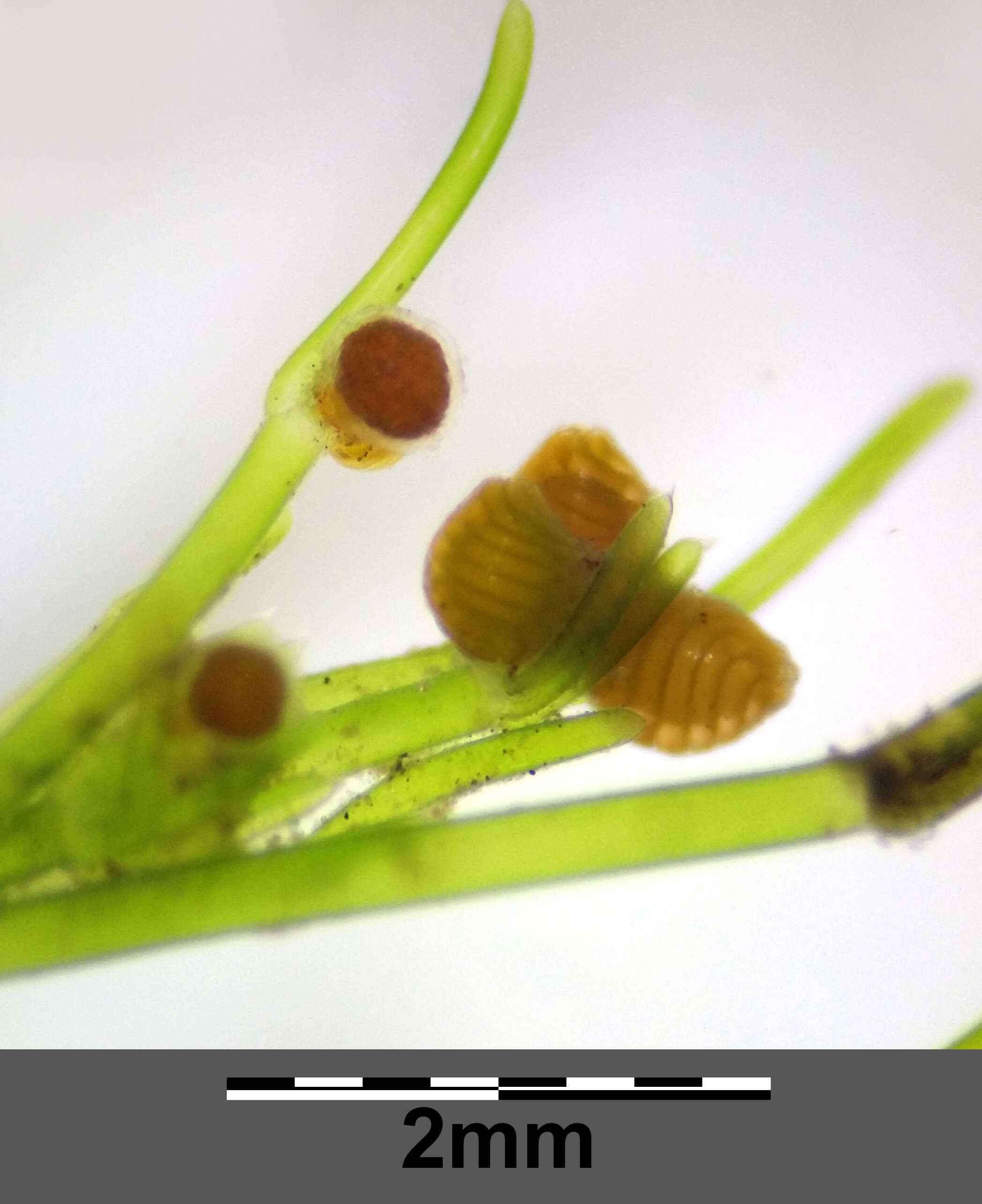 Image of Stonewort