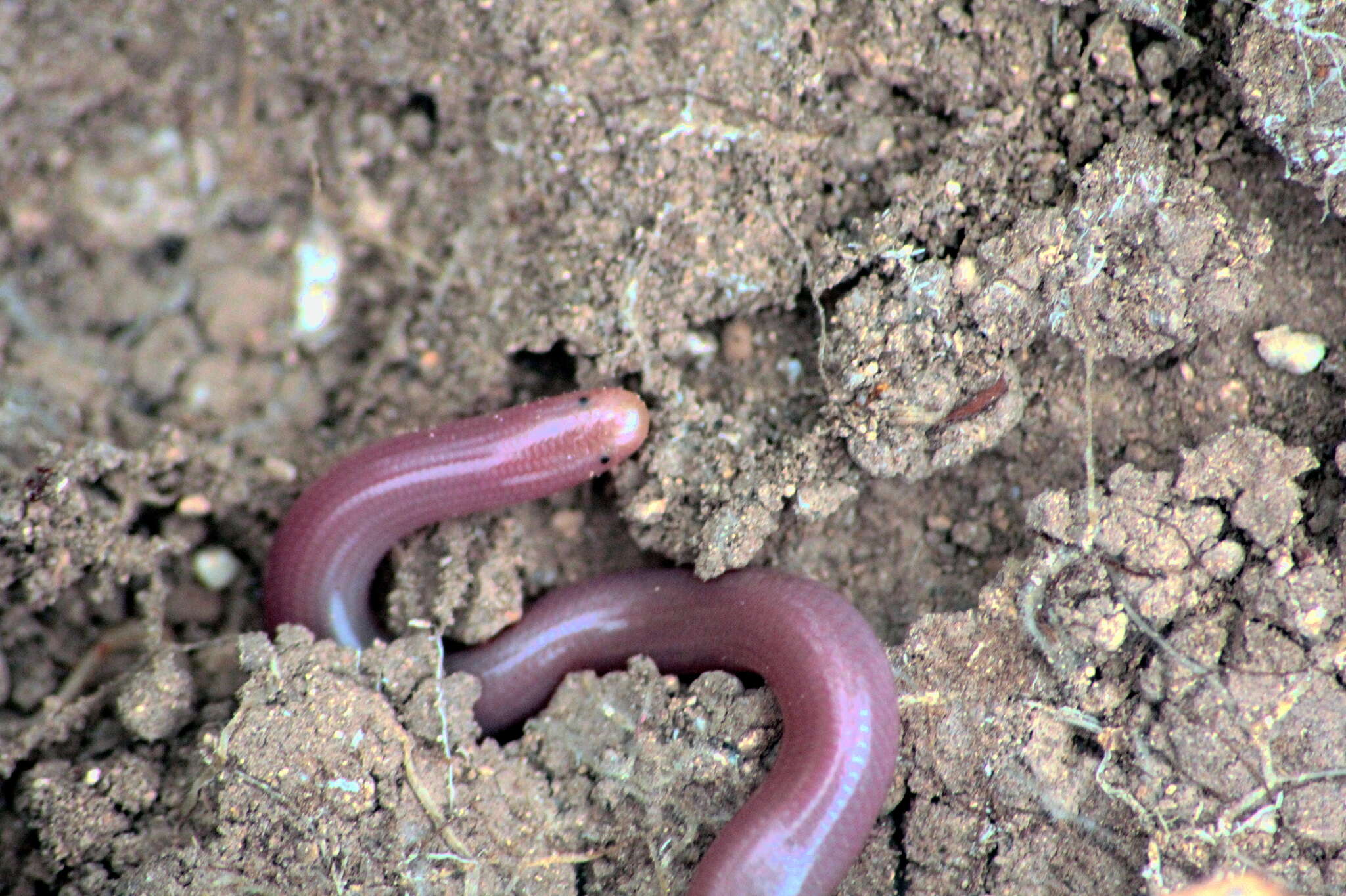 Xerotyphlops Hedges, Marion, Lipp, Marin & Vidal 2014 resmi