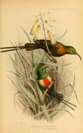 Image of Bronze Sunbird