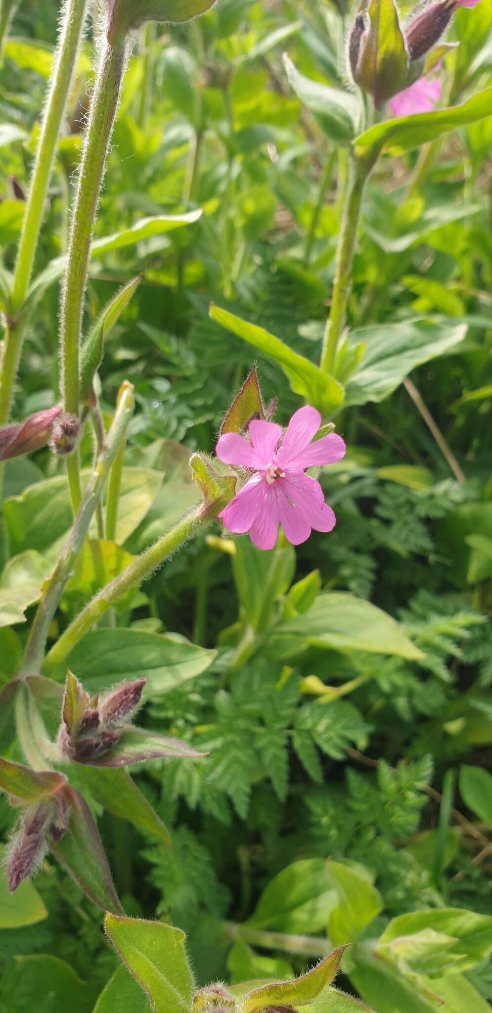 صورة Silene dioica (L.) Clairv.