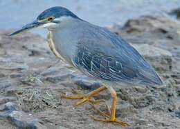 Image of Green-backed Heron