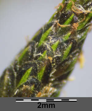 Image of Scirpus radicans Schkuhr