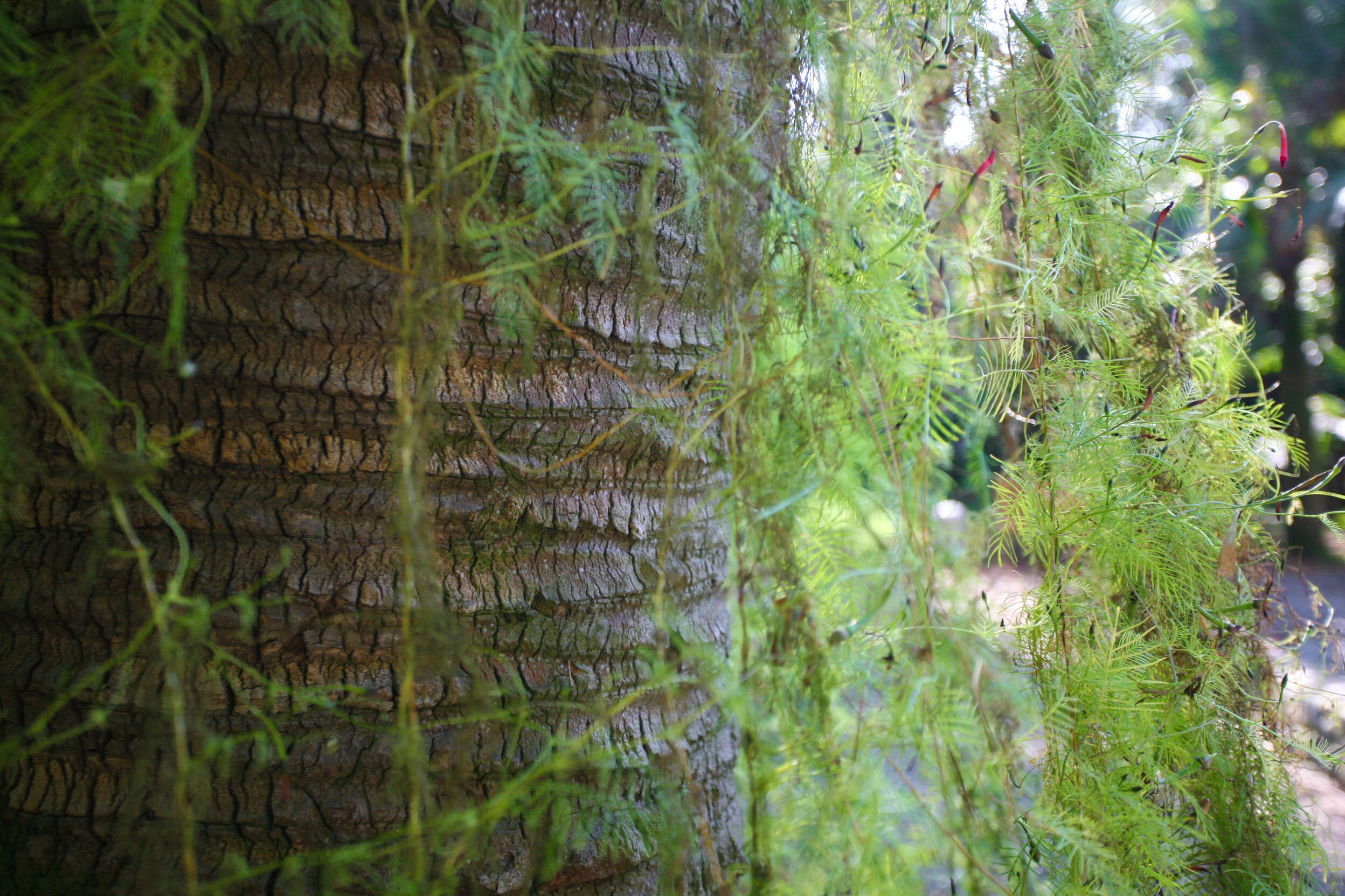 Image of Cypress Vine