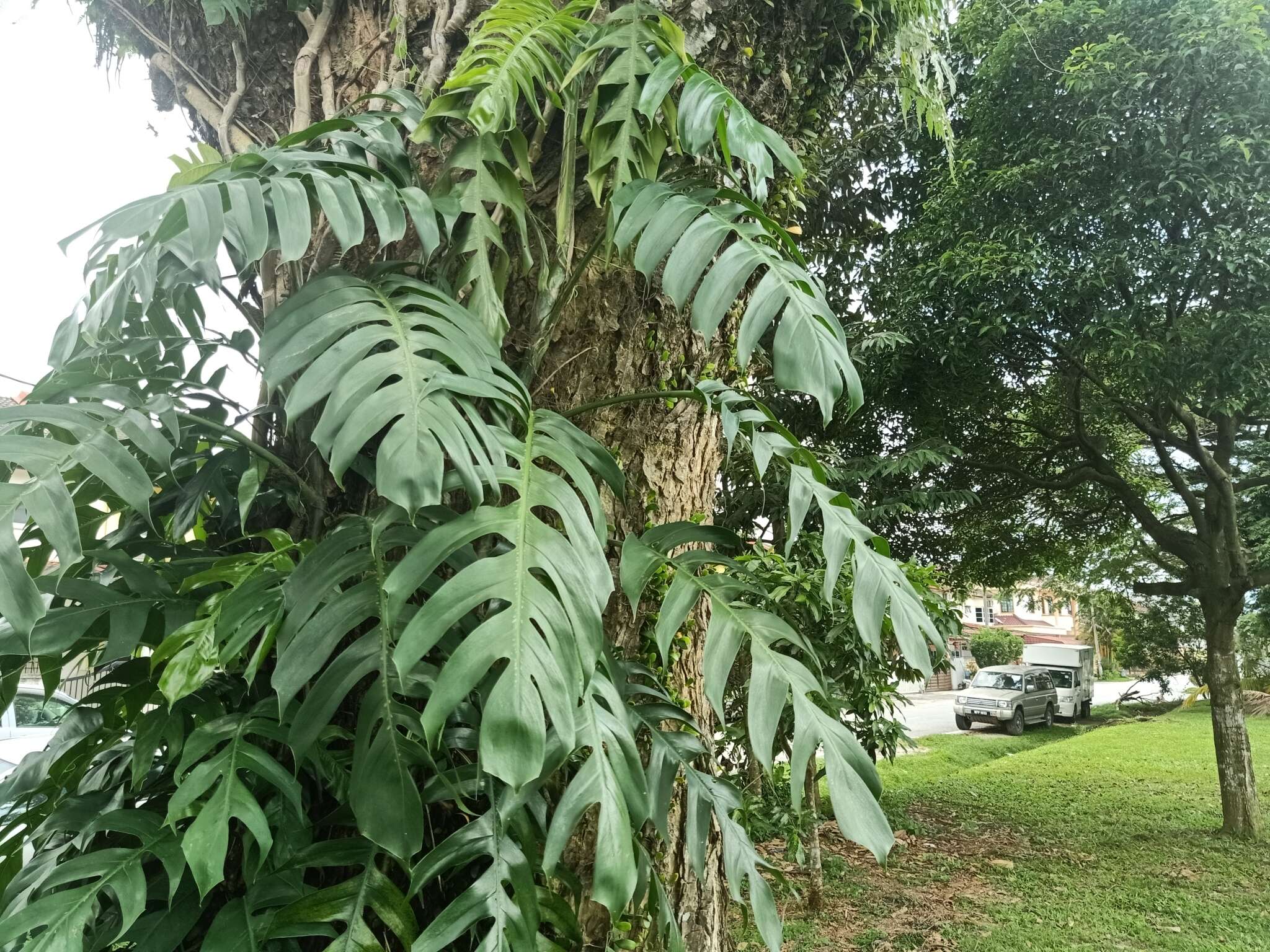 Image de Epipremnum pinnatum (L.) Engl.