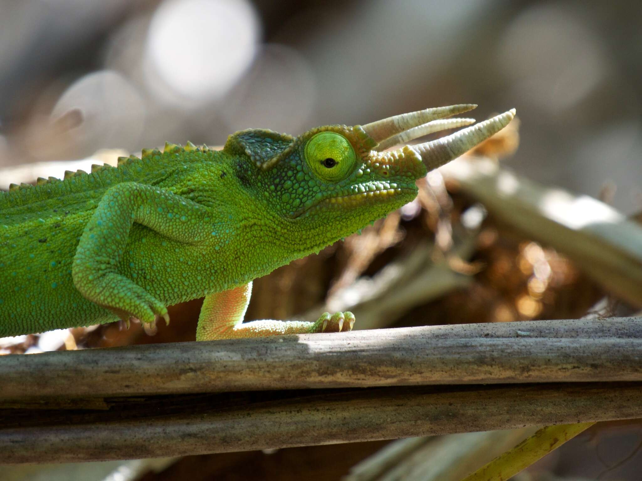 Image of Chamaeleo jacksonii