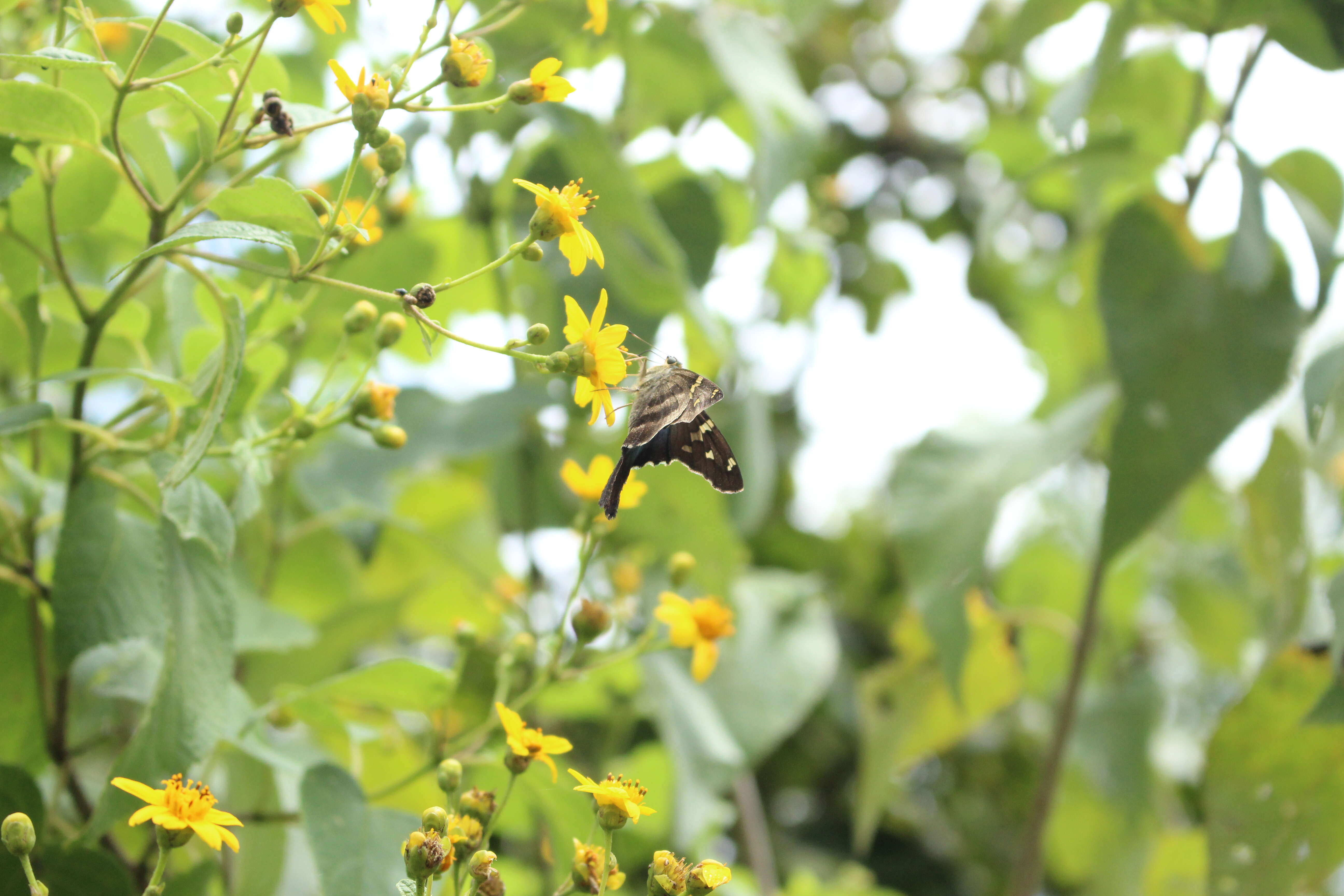 Image of Long-tailed Skipper