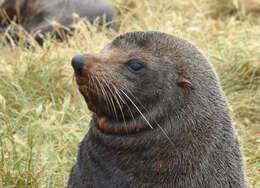 Image of Antipodean Fur Seal