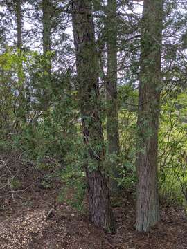 Image of Atlantic White Cedar