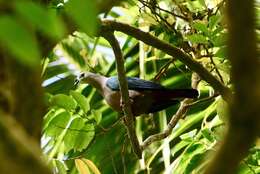 Image of Pacific Imperial Pigeon