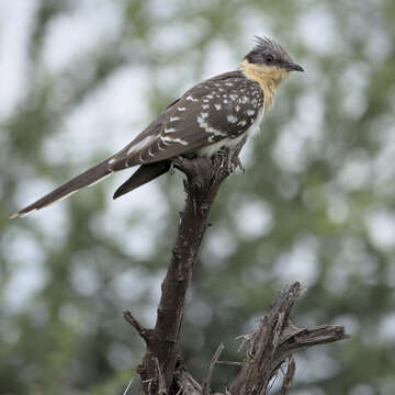 Imagem de Clamator glandarius (Linnaeus 1758)