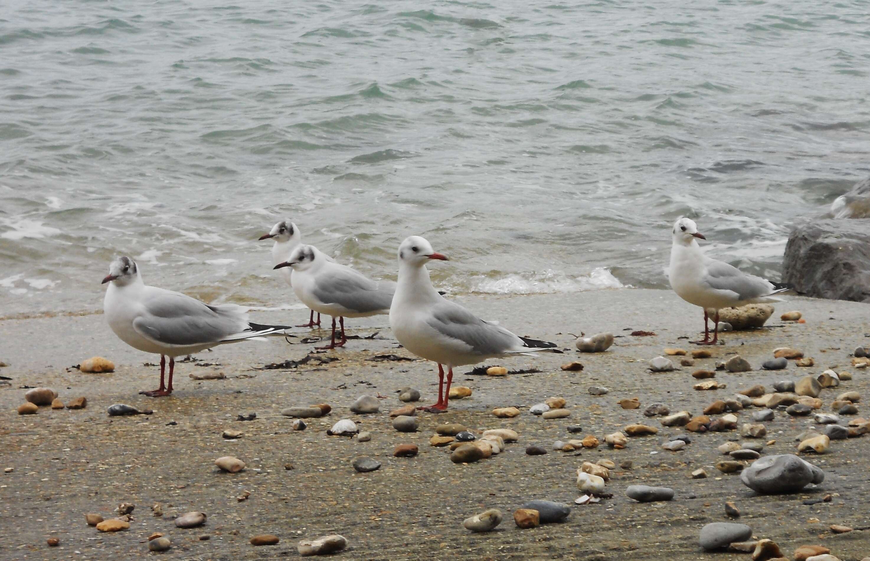 Image of Black-headed Gull