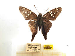 Image of Long-tailed Skipper