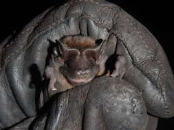 Image of Pallas's Mastiff Bat