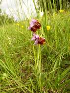 Image of Ophrys holosericea