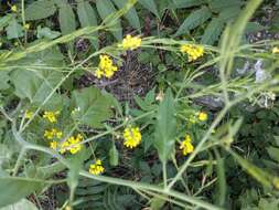 Image of black mustard