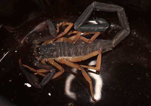 Image of Florida Bark Scorpion