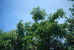 Image of Mitten tree