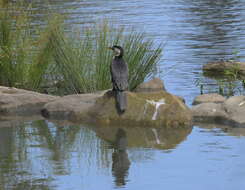 Image of Little Pied Cormorant