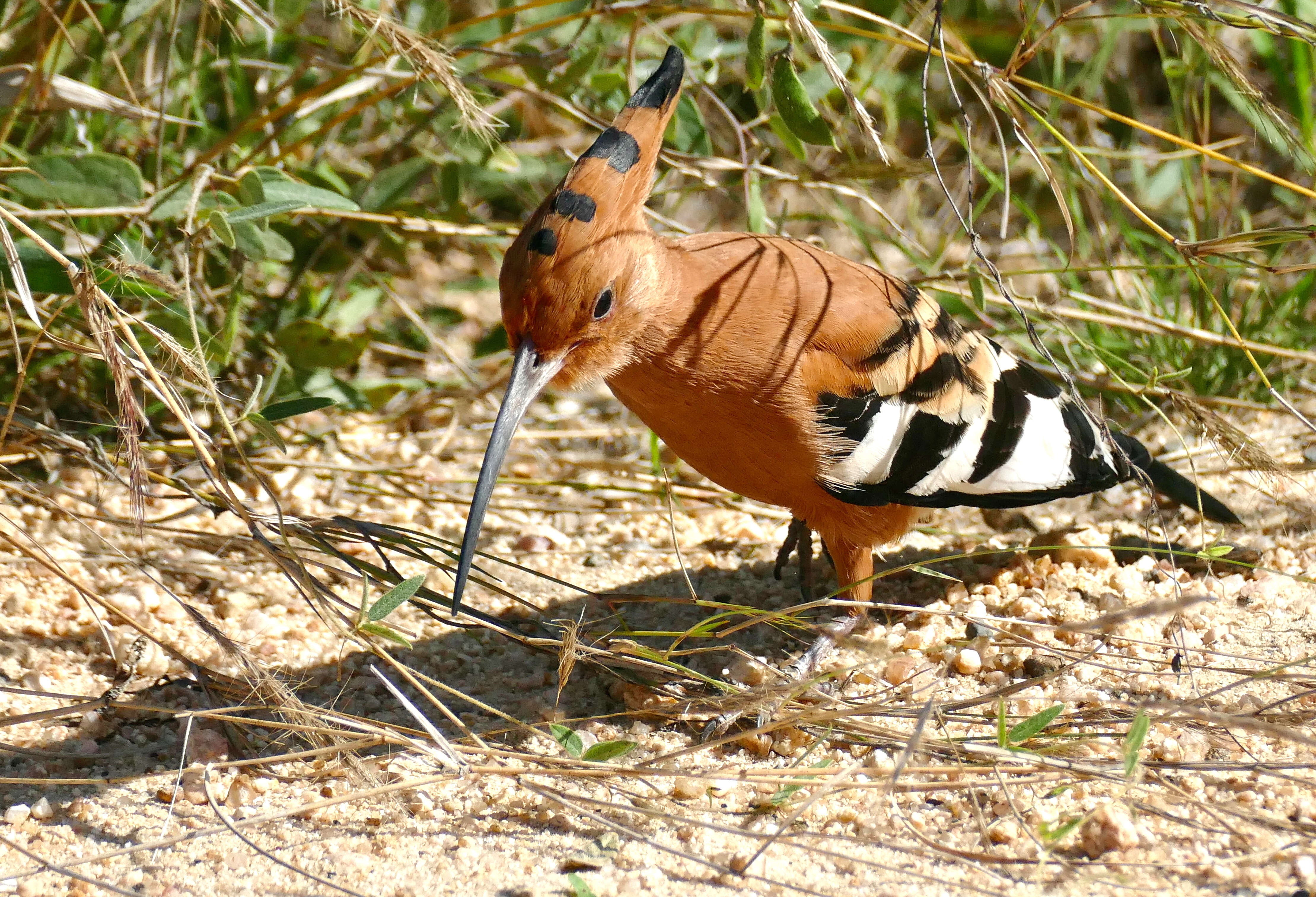 Image of African Hoopoe