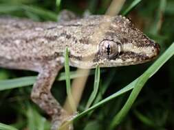 Image of Common House Gecko