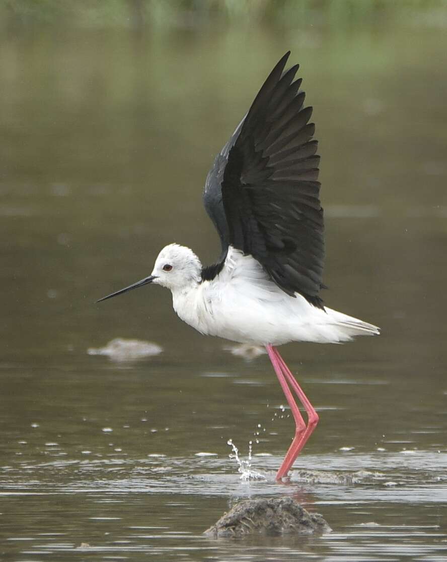 Image of Pied Stilt