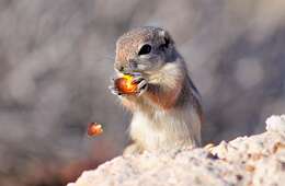 Image of white-tailed antelope squirrel