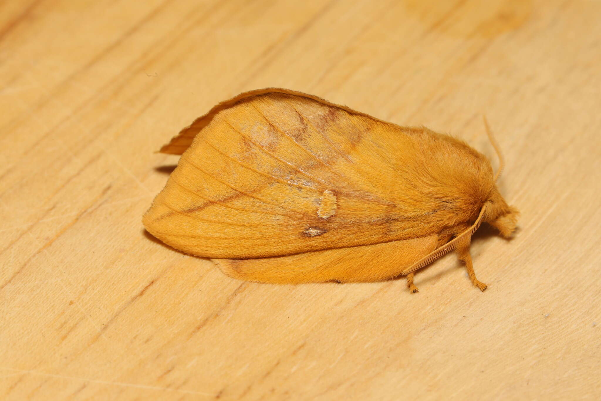 Слика од Euthrix potatoria Linnaeus 1758