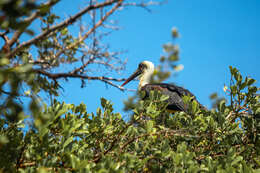 Image of African Woolly-necked Stork