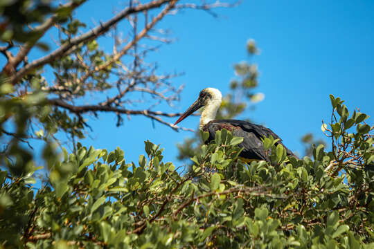 صورة <i>Ciconia microscelis</i>