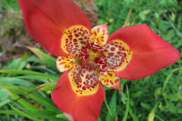 Image of Mexican Shellflower