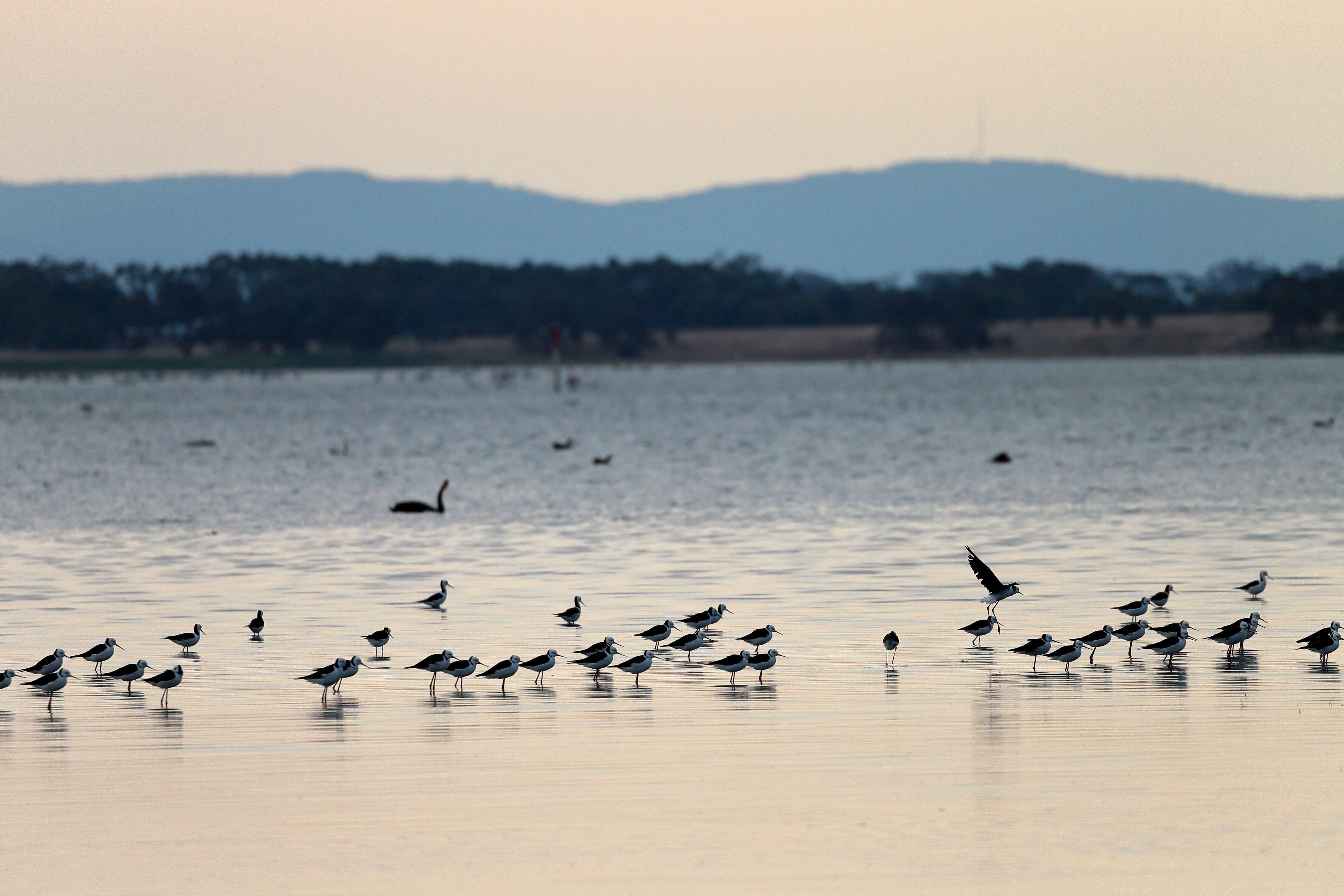 Image of Pied Stilt