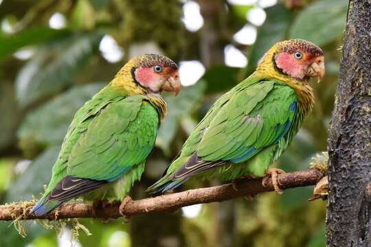 Image of Rose-faced Parrot