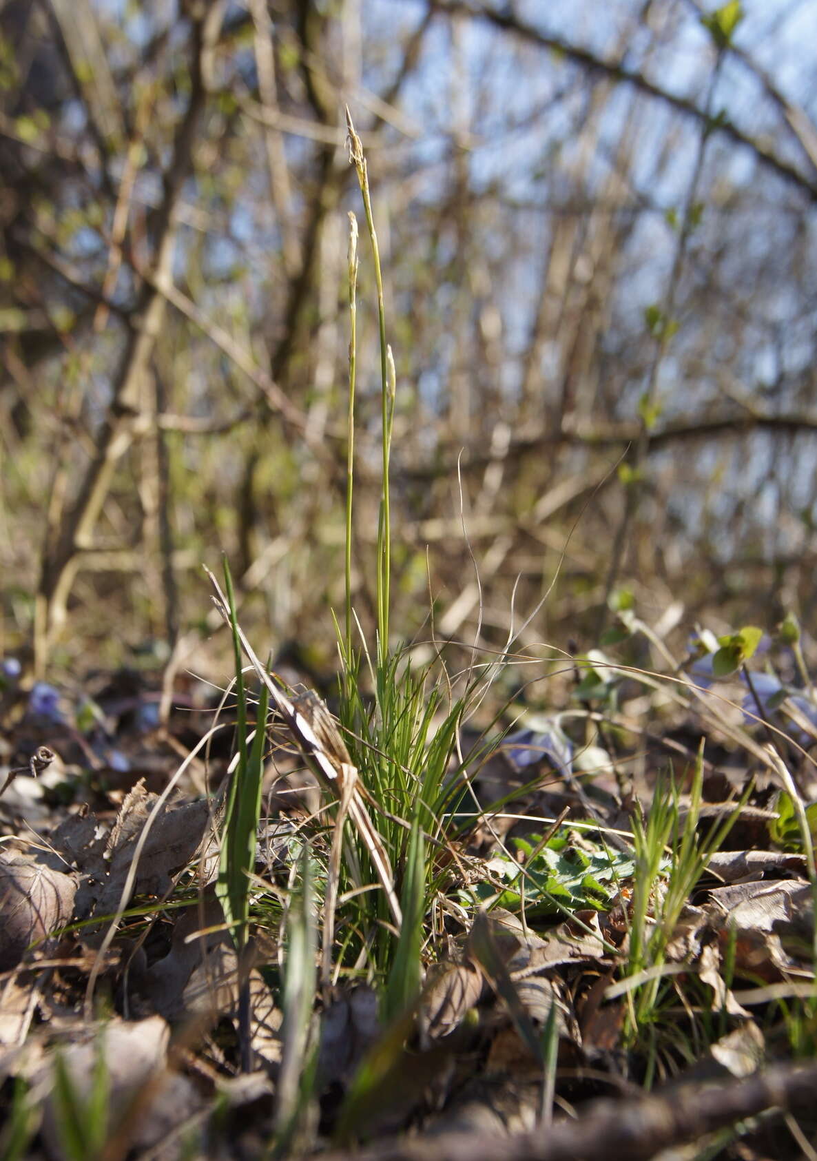 Image de Carex alba Scop.