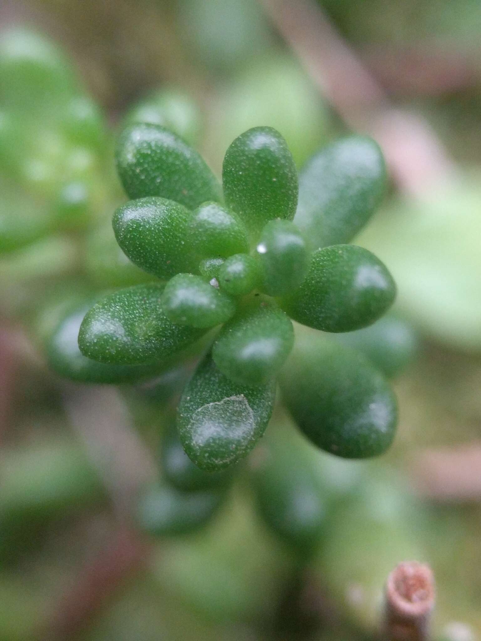 Image of White Stonecrop