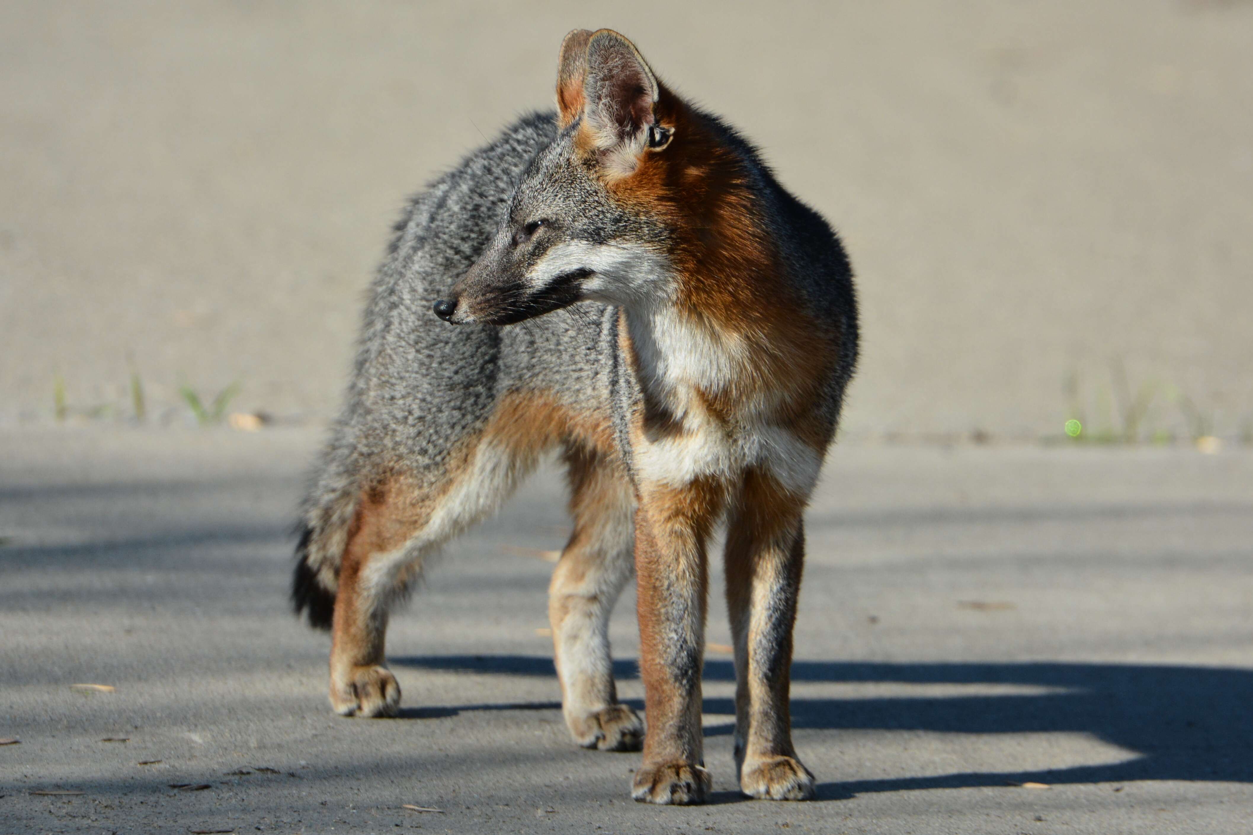 Image of Grey Foxes