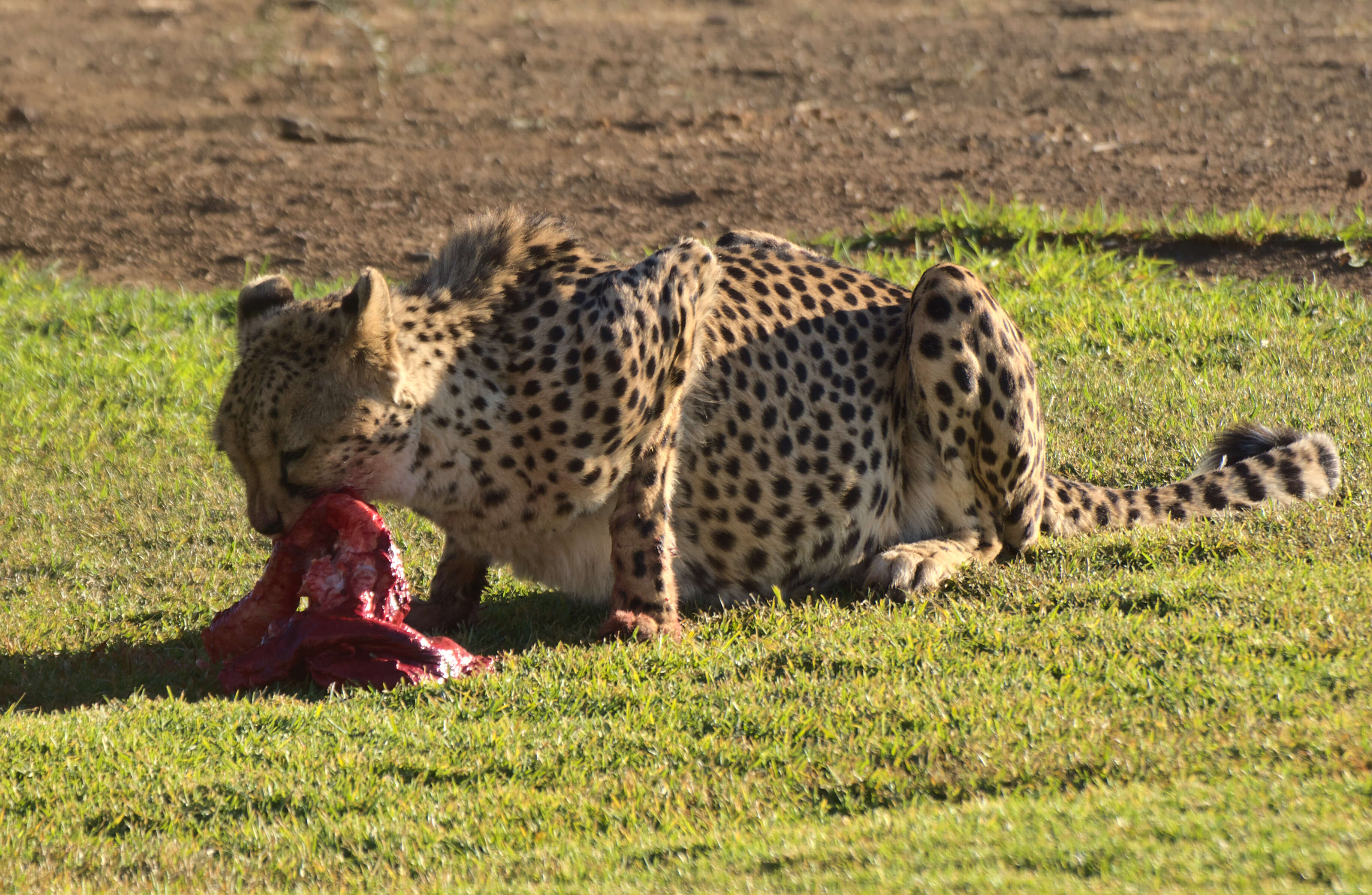 Image of Namibian cheetah