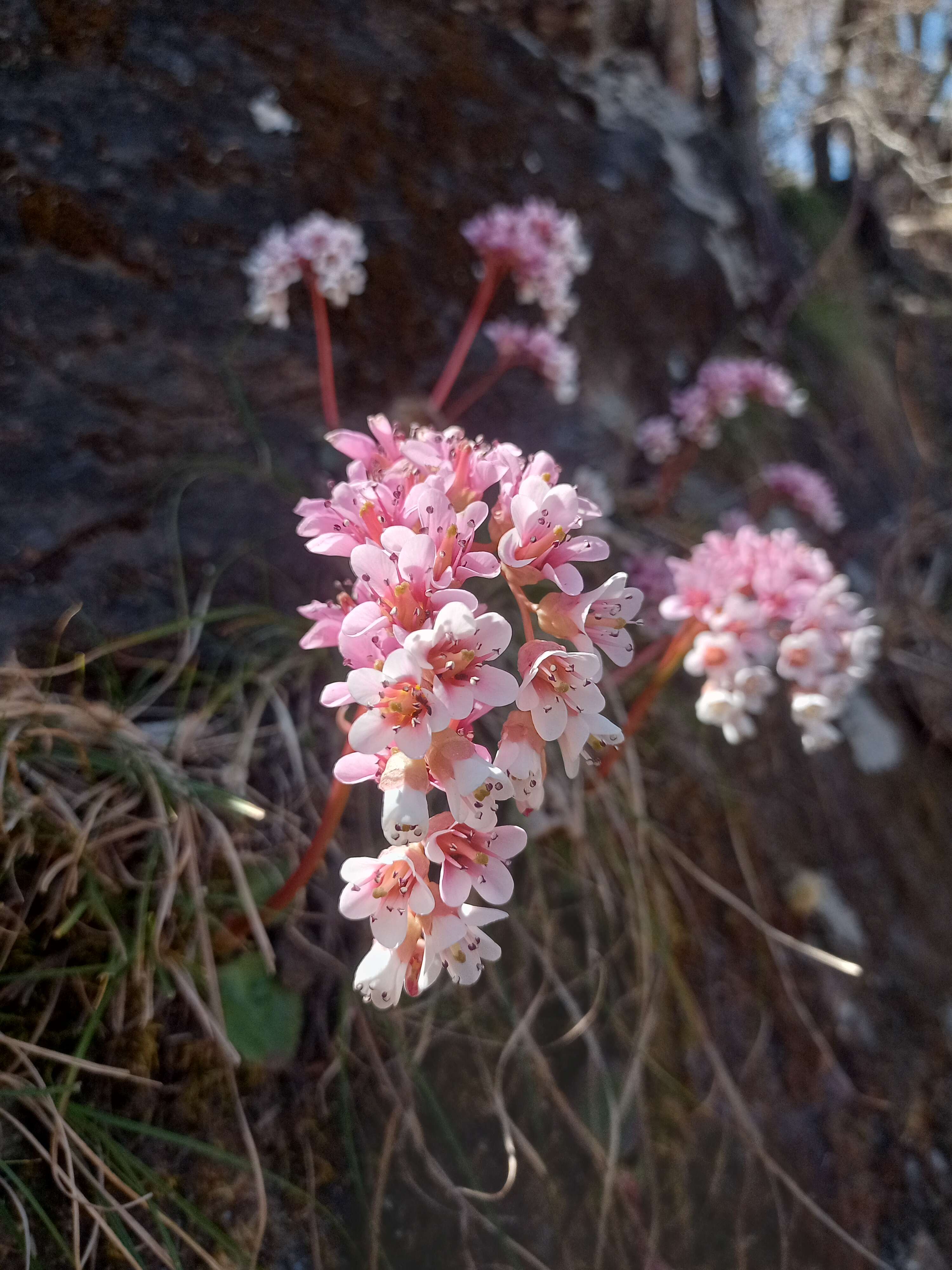 Image of Bergenia ciliata (Haw.) Sternb.