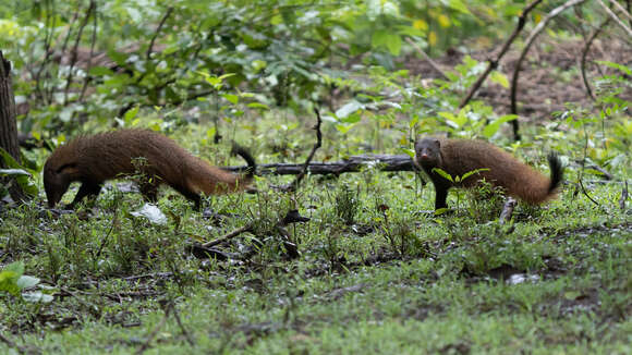 Image of Ruddy Mongoose