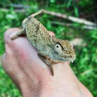 Image of Black-headed Dwarf Chameleon