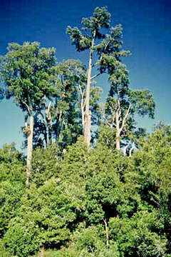 Image of White Pine