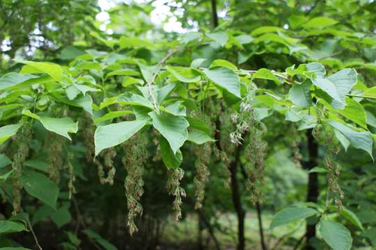 Imagem de Pterostyrax hispidus Sieb. & Zucc.