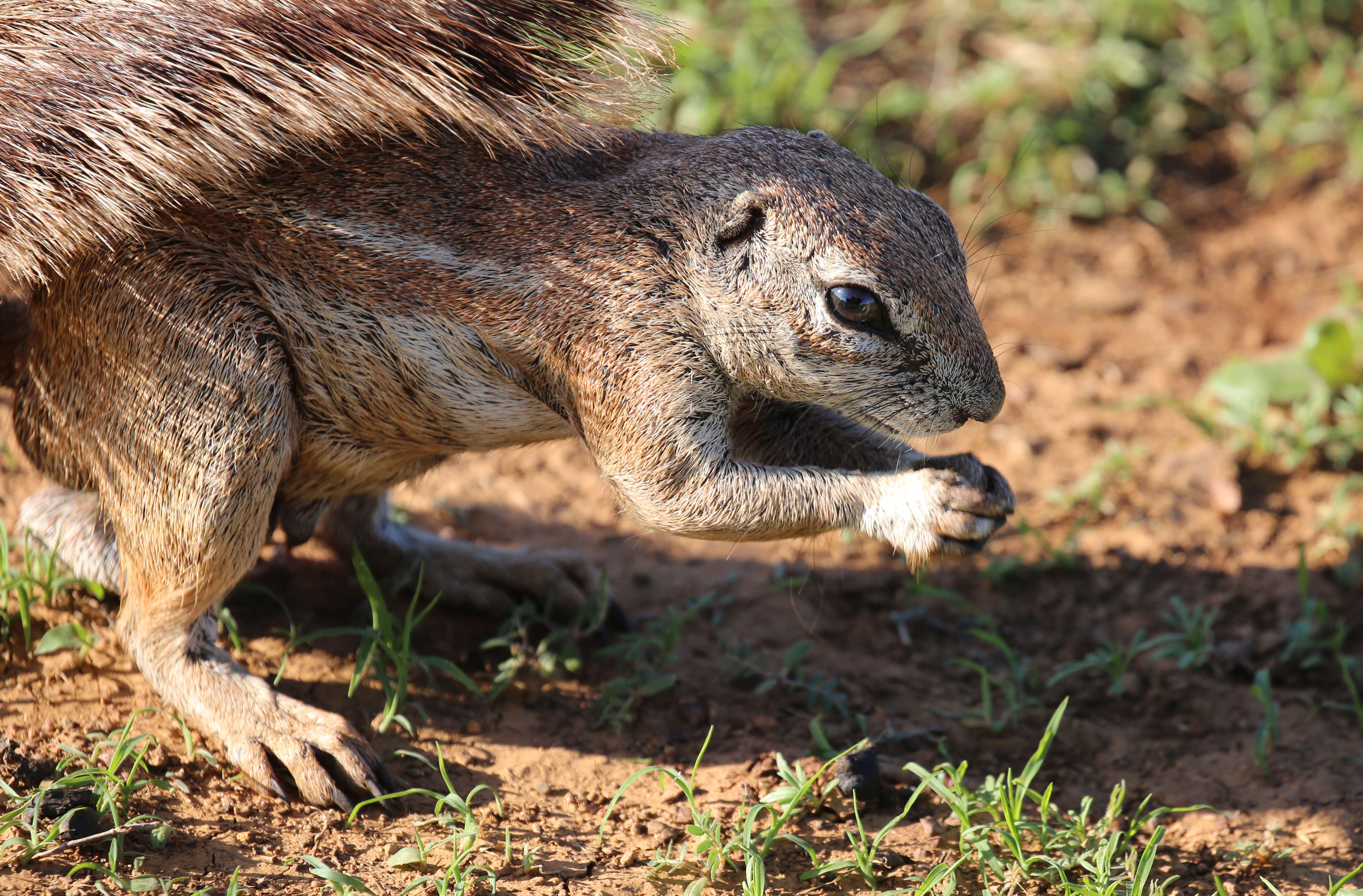 Слика од Xerus subgen. Geosciurus Smith 1834