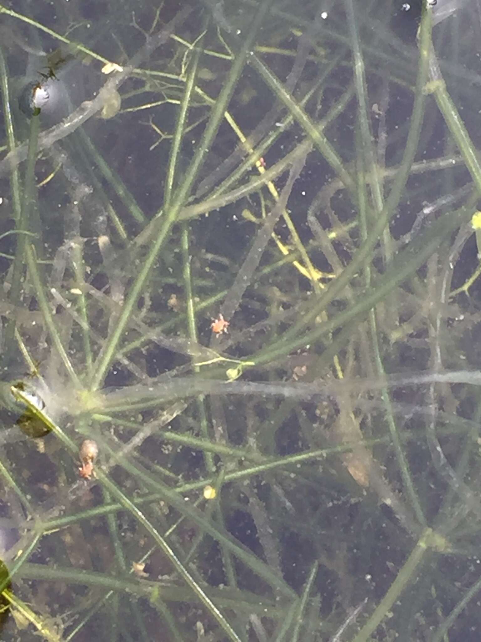 Image of Translucent Stonewort