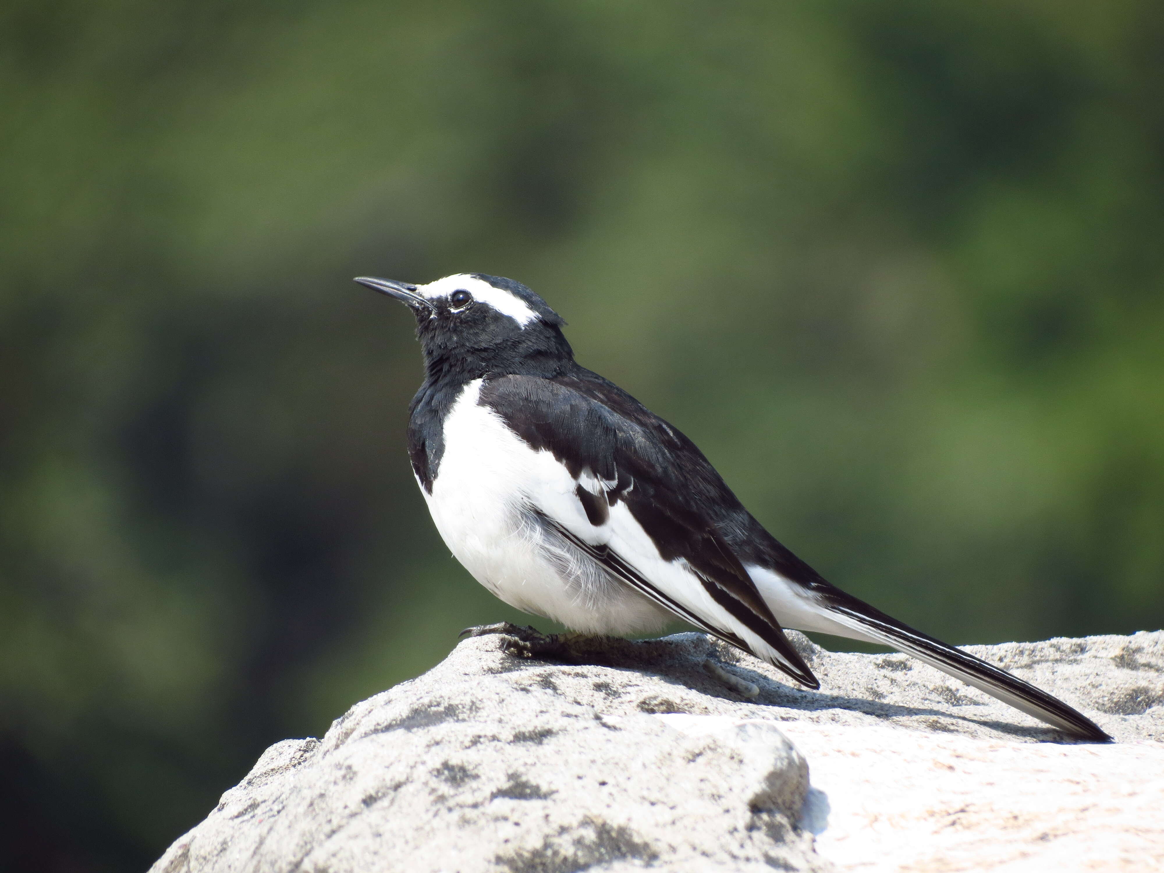 Image of White-browed Wagtail