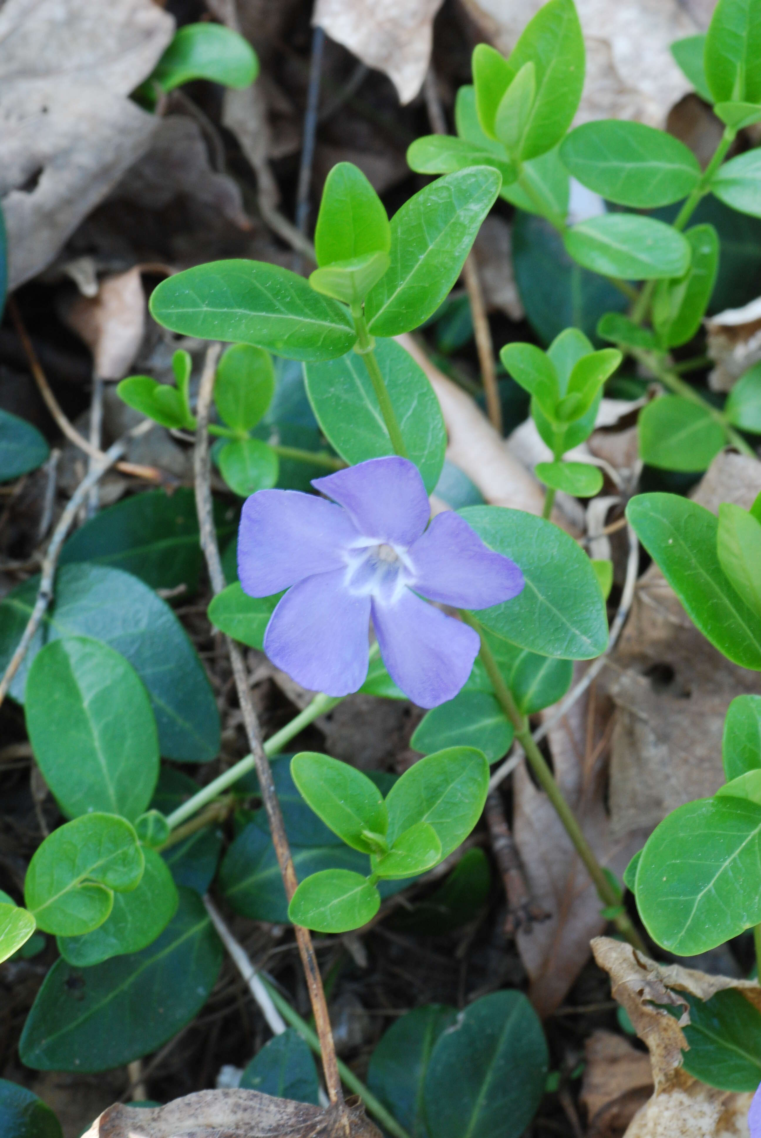 Image of Common Periwinkle