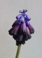 Image of Muscari commutatum Guss.