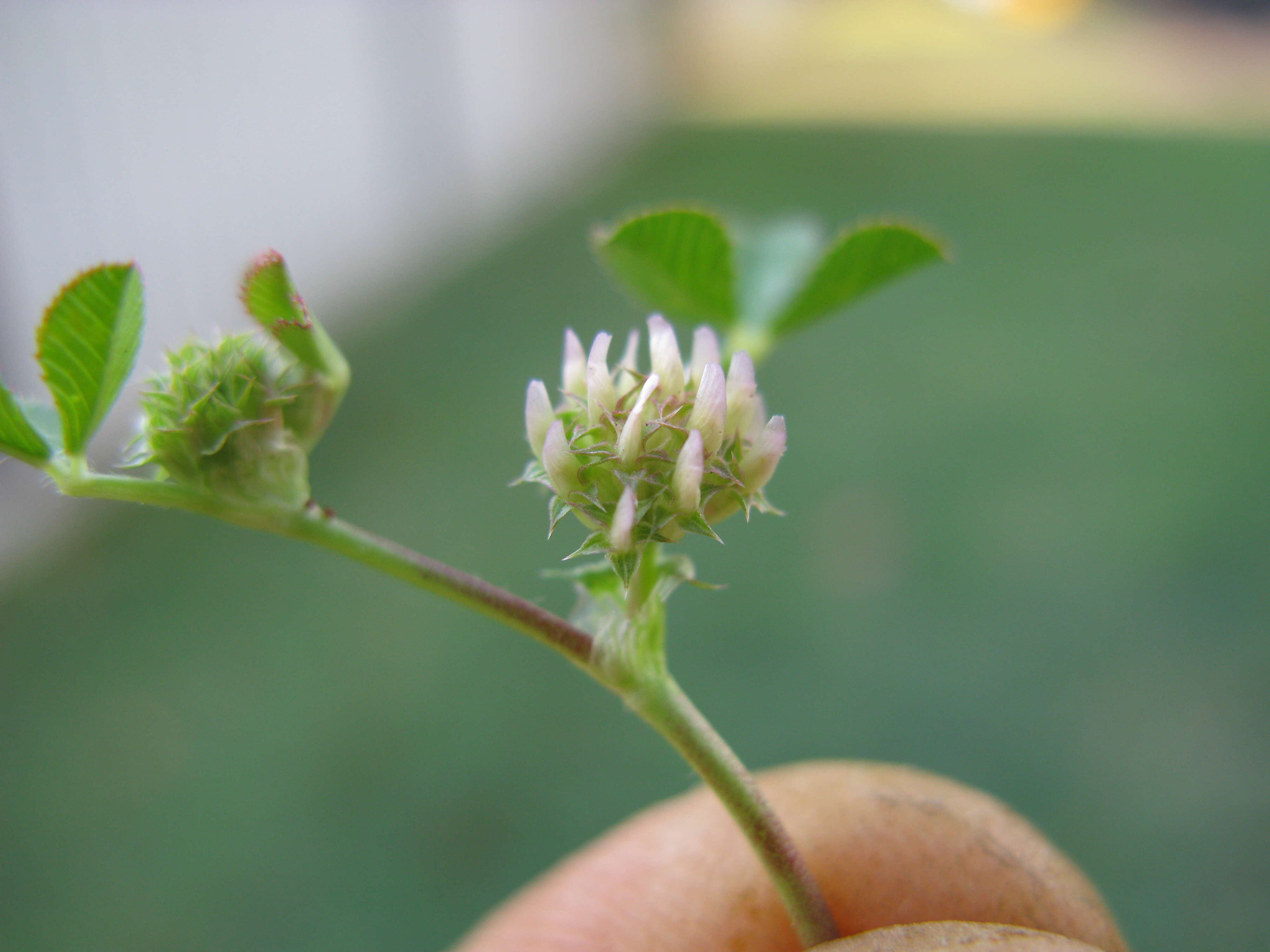 Image de Trifolium glomeratum L.