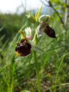 Image of Ophrys holosericea